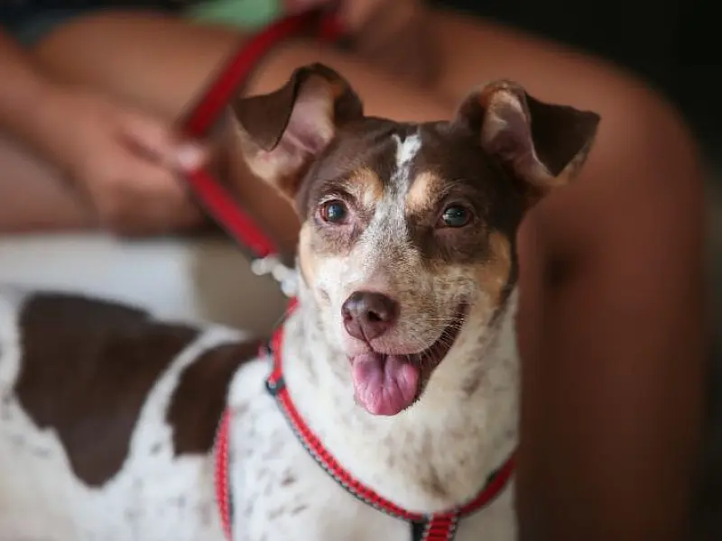 Castração gratuita de cães e gatos aconteceu em Praia Grande a partir desta quarta-feira (8)