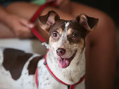 Castração gratuita de cães e gatos aconteceu em Praia Grande a partir desta quarta-feira (8)