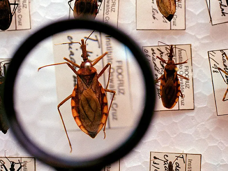 Plataforma pretende reunir pesquisas sobre a Doença de Chagas