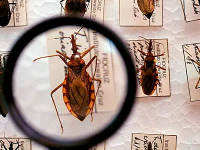 Plataforma pretende reunir pesquisas sobre a Doença de Chagas