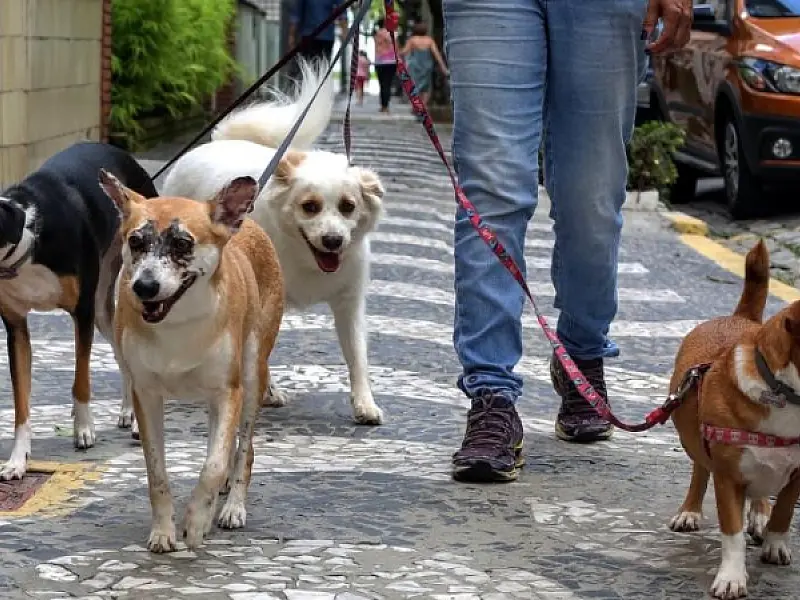 Veterinária de Santos dá dicas de cuidados especiais com cachorrinhos nos dias mais quentes