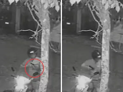 Denunciado guarda municipal que matou cachorra com tiro na cabeça em São Vicente