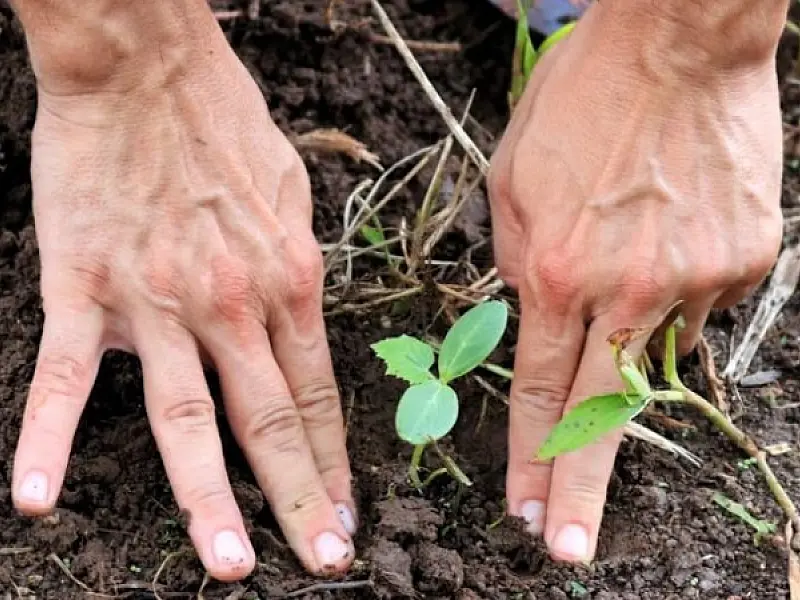 Semana do Meio Ambiente em Santos começa neste fim de semana