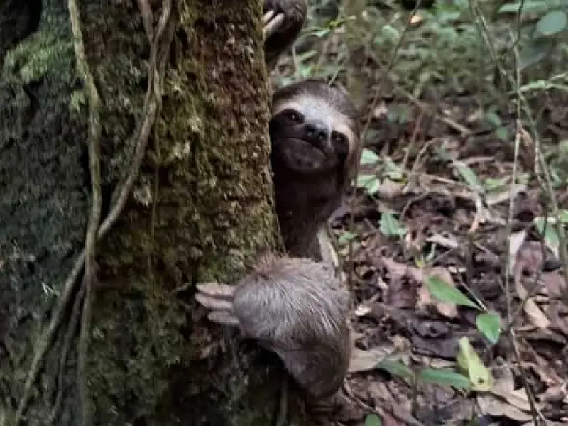 Bicho-preguiça resgatado é solto na natureza após recuperação em Registro