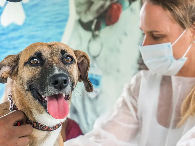 Castramóvel atende pets do Rio da Praia, Maitinga e Jardim Raphael