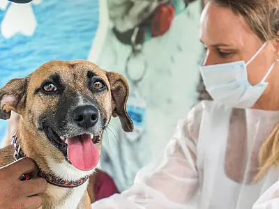 Castramóvel atende pets do Rio da Praia, Maitinga e Jardim Raphael