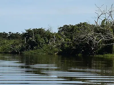 BNDES e Petrobras investem na recuperação de manguezais do Brasil