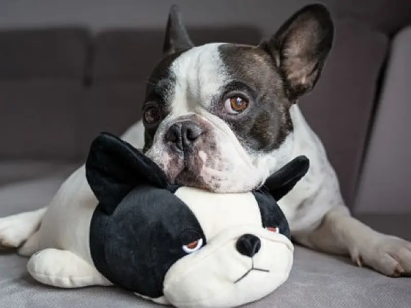 Saiba como identificar a gravidez psicológica na sua cachorrinha