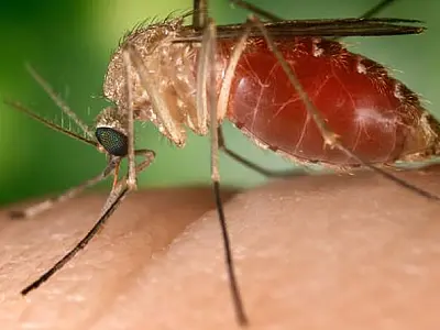 São Vicente intensifica ações de controle contra Mpox e Febre Oropouche na cidade