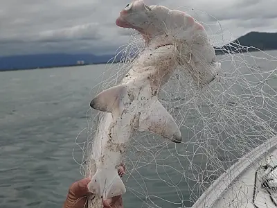 PM Ambiental Marítima apreende um quilômetro de rede de pesca irregular
