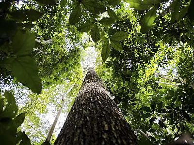 Ecóloga paraense defende fortalecimento de comunidades da Amazônia