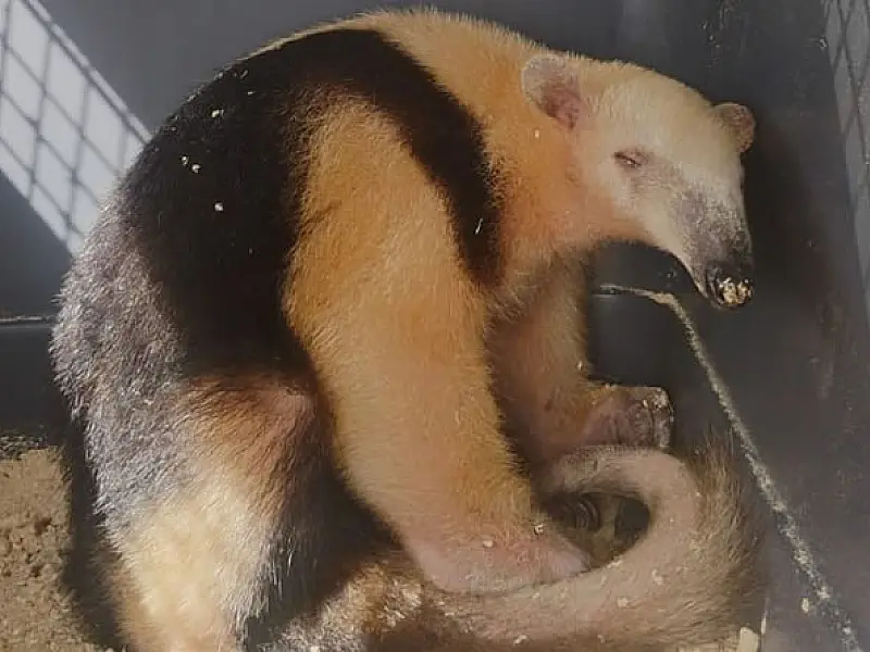 Saiba como proceder em caso de avistamento de animais silvestres em Mongaguá