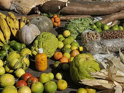 Programa estimulará produção sustentável de alimentos em áreas urbanas
