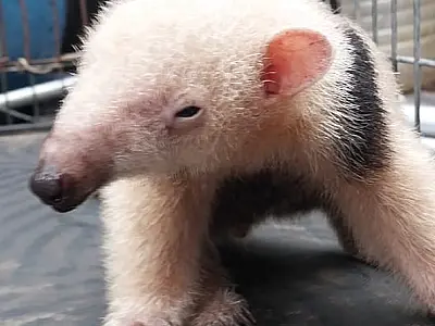 Guardas ambientais de Bertioga resgatam animais silvestres