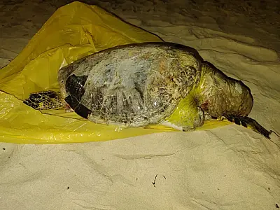 Tartaruga-verde é encontrada em estado de decomposição avançado em São Vicente