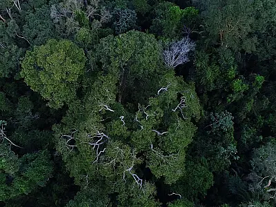 Brasil tem importante papel na redução das mudanças climáticas