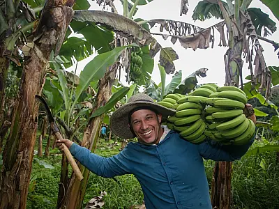 Com banana do Vale do Ribeira, agro de São Paulo soma dez Indicações Geográficas