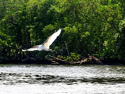 Gripe aviária: Espírito Santo proíbe turistas em ilhas de Vitória
