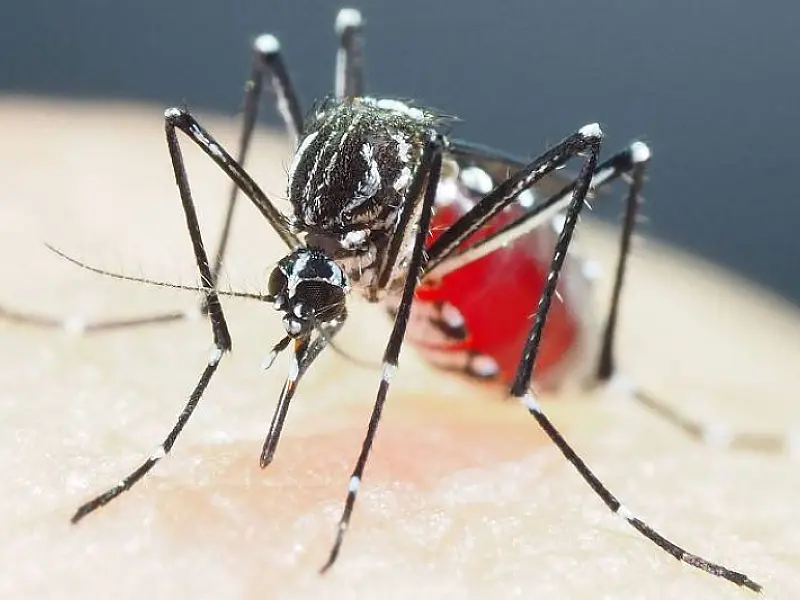 Casos prováveis de dengue se aproximam de 400 mil no país em 2024