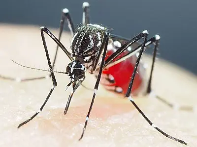 Casos prováveis de dengue se aproximam de 400 mil no país em 2024