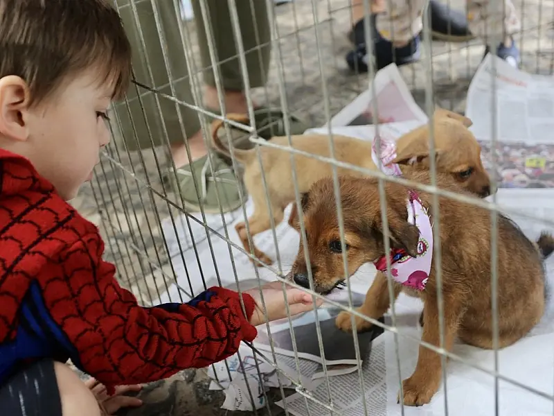 Feira de adoção de filhotes de cães e gatos acontece na Praça das Bandeiras