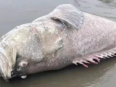 Peixe-Mero é encontrado na praia do Emabaré em Santos, neste domingo, 8