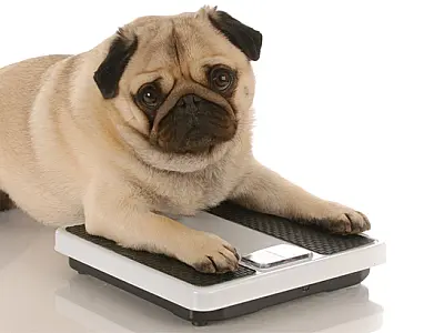 Saiba quando o seu pet está acima do peso e os riscos que pode enfrentar
