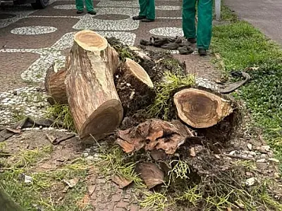 Árvores mortas serão removidas e troncos serão transformados em bancos sustentáveis em Santos