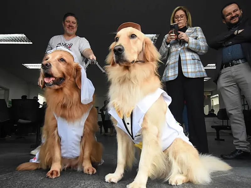Cães terapeutas encantam pacientes e funcionários da UPA Quietude