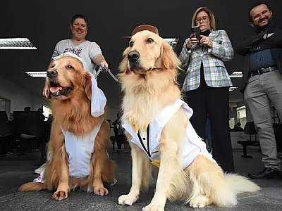 Cães terapeutas encantam pacientes e funcionários da UPA Quietude