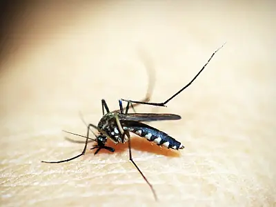 Entenda por que hemorragia não é o principal sintoma da dengue grave