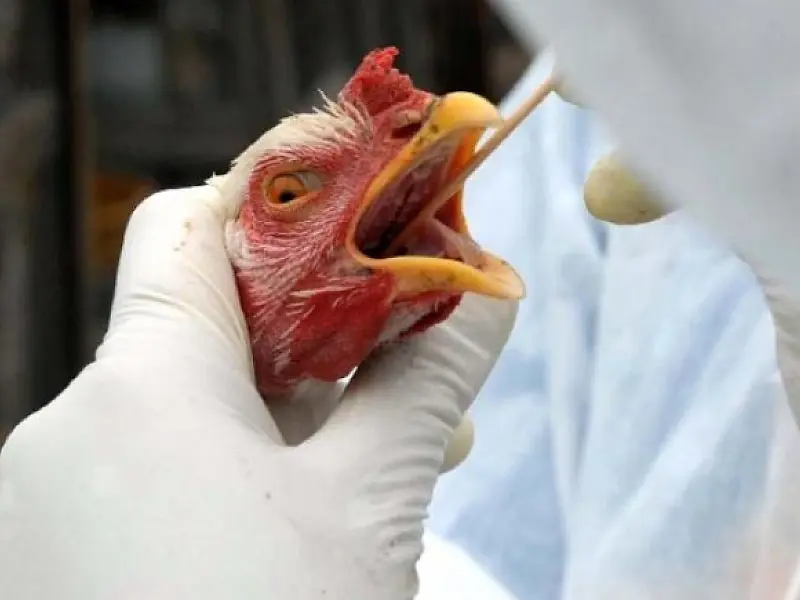 Gripe aviária: o que é, sintomas, transmissão e tratamento. Entenda