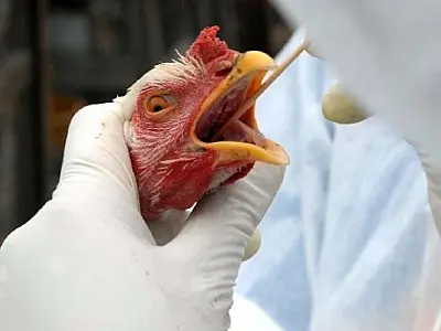 Gripe aviária: o que é, sintomas, transmissão e tratamento. Entenda