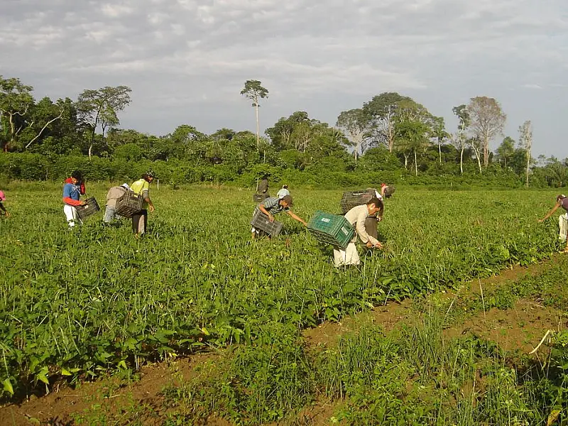 FAO: trabalhadoras do campo recebem 20% a menos que os homens