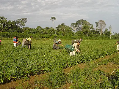 FAO: trabalhadoras do campo recebem 20% a menos que os homens
