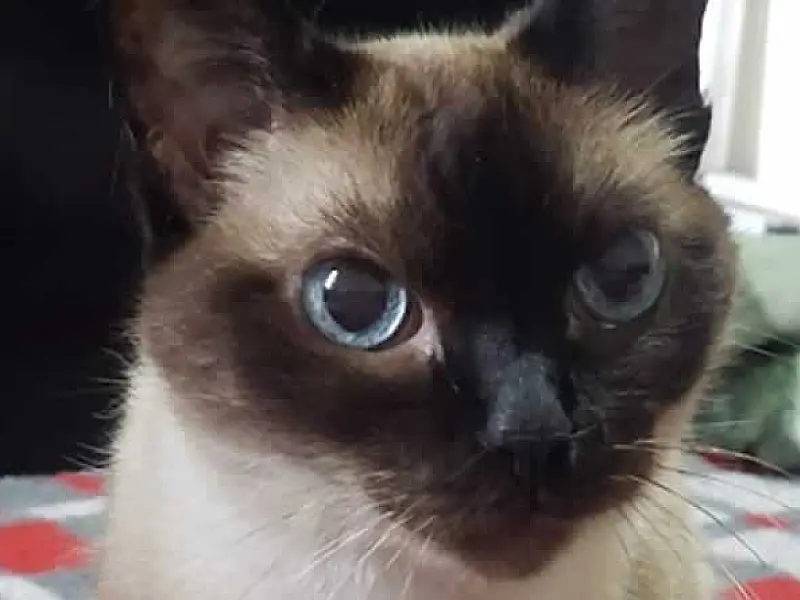 Dia do Gato celebra laços e reforça cuidados com felinos