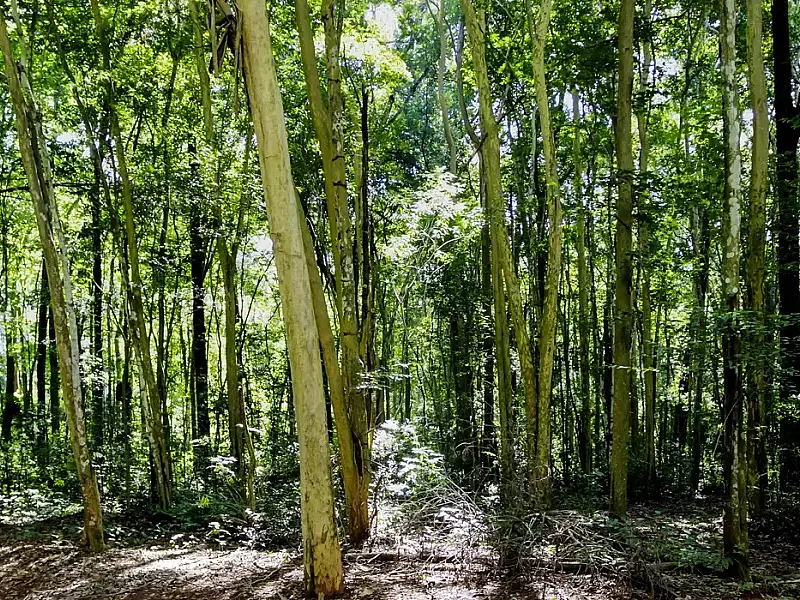 Câmara aprova regras menos rígidas para plantação de eucalipto