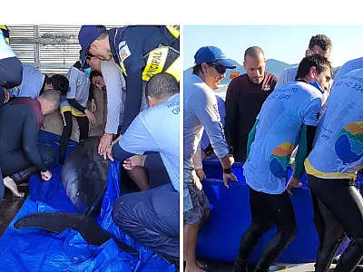Golfinho resgato em praia de Santos, no domingo 2,  apresenta quadro de melhora