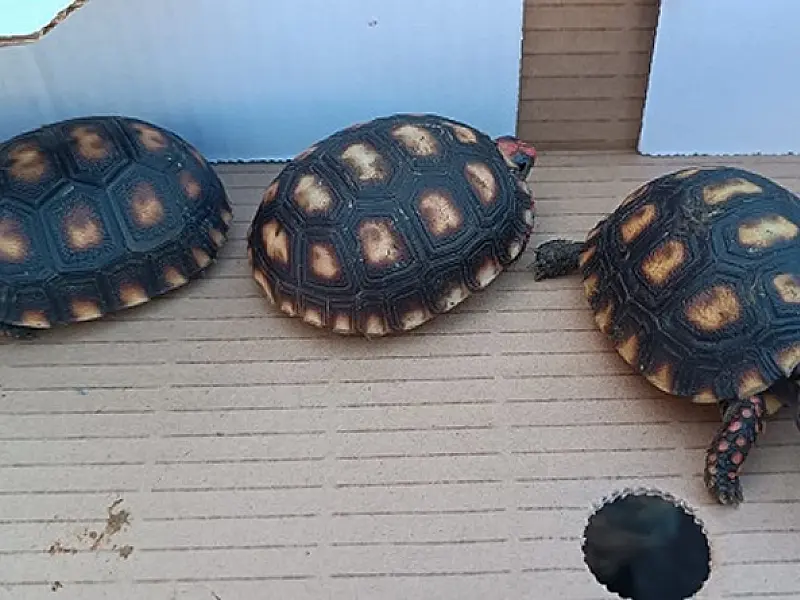 Guarda Ambiental de Praia Grande flagra venda ilegal de animais silvestres