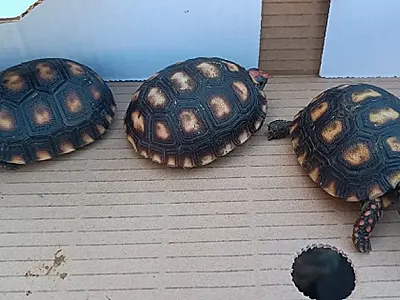 Guarda Ambiental de Praia Grande flagra venda ilegal de animais silvestres