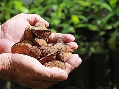 Embrapa: castanha impulsiona desenvolvimento sustentável na Amazônia