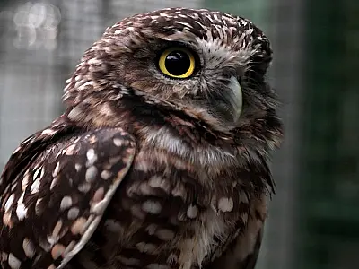 Três aves são resgatadas e recebem tratamento especial no Orquidário de Santos