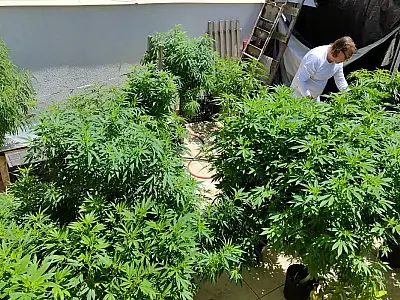 Brasil atingiu a marca de 672 mil pacientes que se tratam com cannabis