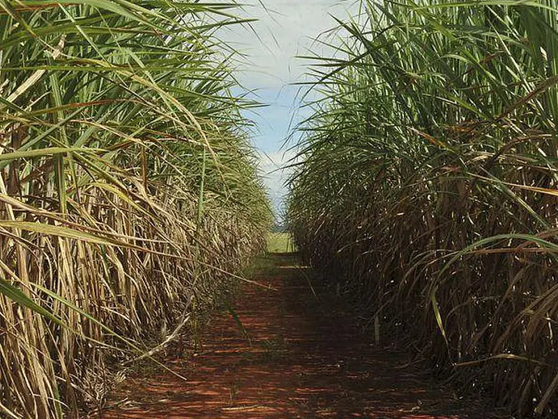 Produção estimada de cana-de-açúcar é de 610 milhões de toneladas