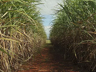 Produção estimada de cana-de-açúcar é de 610 milhões de toneladas
