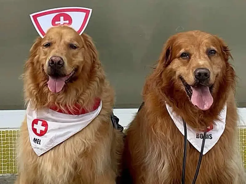 Hospital do Vicentino promove terapia assistida por cães para pacientes nesta quarta (26)