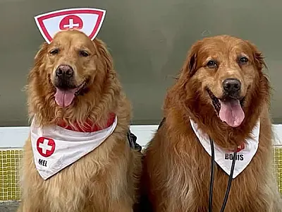Hospital do Vicentino promove terapia assistida por cães para pacientes nesta quarta (26)