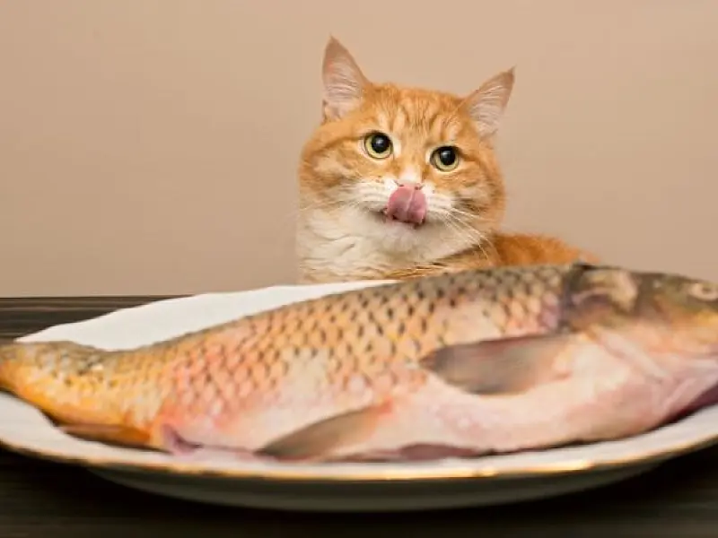 Apesar da crença popular, será que gato pode comer peixe?