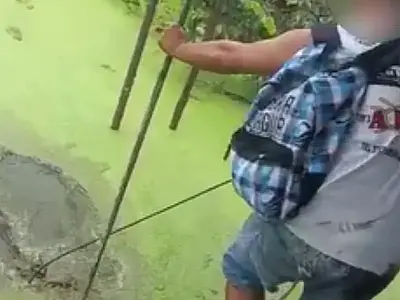 Jacarés na Lagoa da Alemoa em Santos são comuns, segundo SPA