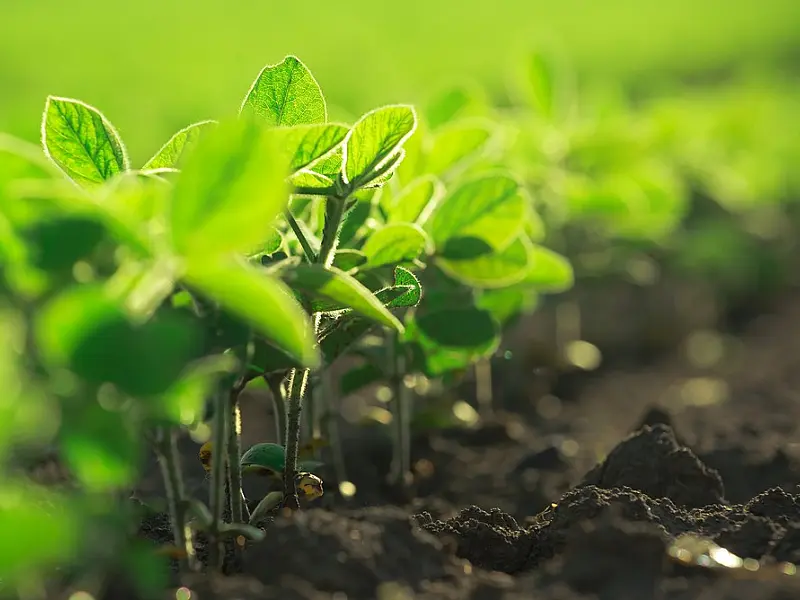 Empurrado pelo agro, o PIB do Brasil cresceu 1,9% no primeiro trimestre de 2023